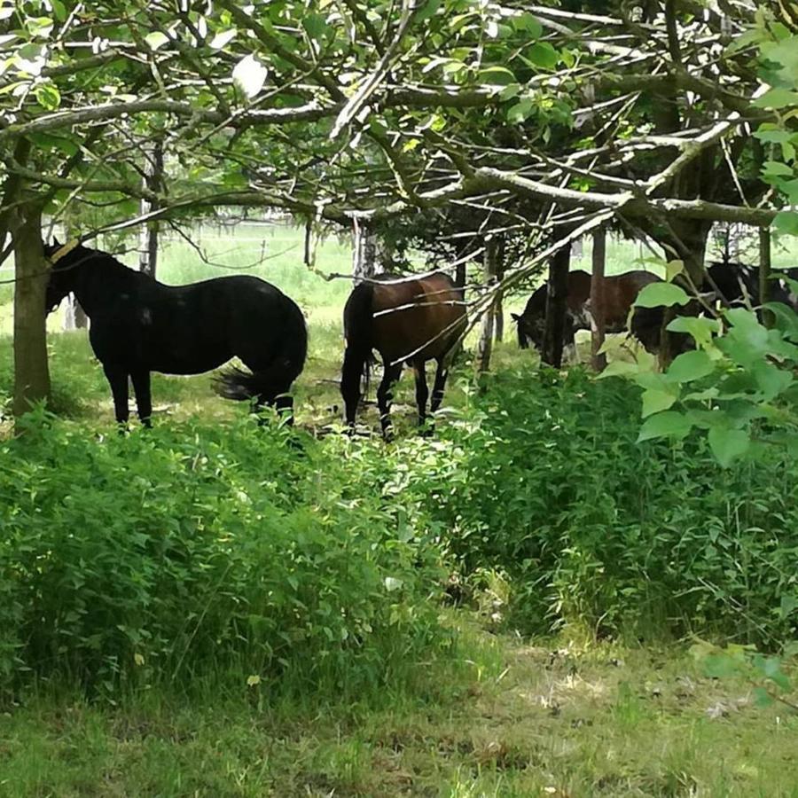 Domek Bobrowe Zacisze 2 Trzcinsko Exteriér fotografie